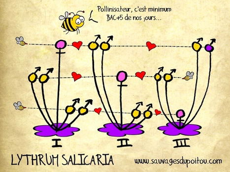 Sauvages du Poitou - Lythrum salicaria, la conquistador | EntomoScience | Scoop.it