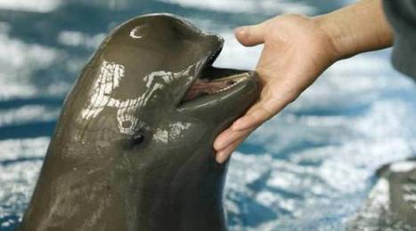 Mexique : Six marsouins du Pacifique, une espèce en danger d’extinction, repérés par des chercheurs | GREENEYES | Scoop.it