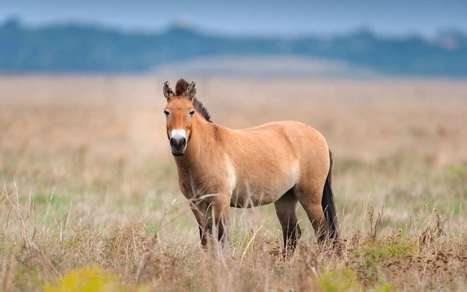Les chevaux de Przewalski ne sont pas les derniers chevaux sauvages | Agir pour la biodiversité ! | Scoop.it