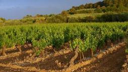 En Alsace, les chevaux remplacent les tracteurs | Cheval et Nature | Scoop.it