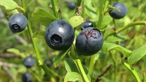 Valo voimistaa villiyrttien ja metsämarjojen makua | 1Uutiset - Lukemisen tähden | Scoop.it
