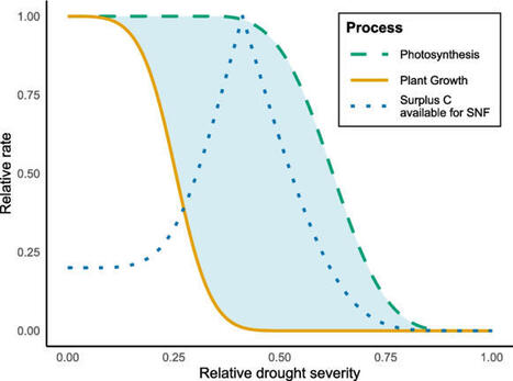 Rethinking symbiotic nitrogen fixation: Could surplus carbon drive unexpected patterns of resource allocation?&nbsp; | Plant-Microbe Symbiosis | Scoop.it