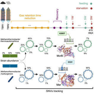 Exploring genetic adaptation and microbial dynamics in engineered anaerobic ecosystems via strain-level metagenomics | CGen | RMH | Scoop.it