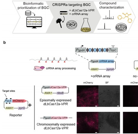 CRISPR-Mediated Activation of Biosynthetic Gene...