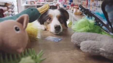 Canadian Banking Ad Asks, What If Dogs Had Their Own Debit Cards? | Public Relations & Social Marketing Insight | Scoop.it