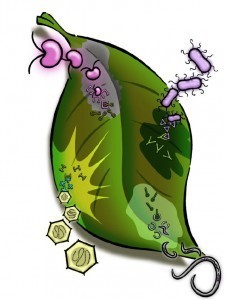 Blog: Armchair Biology: What is this 'effector' thing, anyway? (2012) | Plants and Microbes | Scoop.it