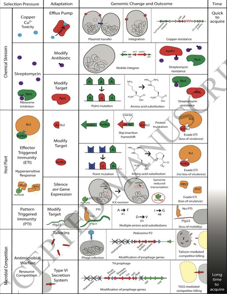 Genome evolution in plant pathogenic bacteria | gbe | RMH | Scoop.it