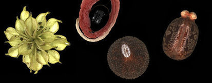 First announcement for the planned Seed Longevity Workshop in 2015 | SEED-DREAM Lab info | Scoop.it