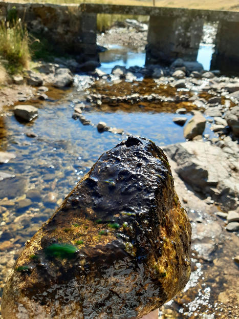 Cyanobactéries benthiques - Bassin versant du TARN amont | Biodiversité | Scoop.it