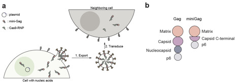 Amplified genome editing by in vivo editor production | brvbe | RMH | Scoop.it