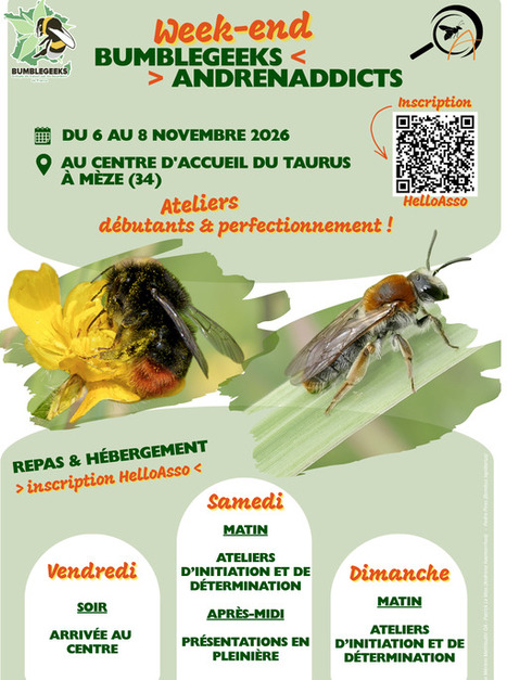 Bumblegeeks / Andrenaddicts 2026 | Vari&eacute;t&eacute;s entomologiques | Scoop.it