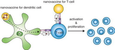 Dendritic cell-based nanovaccines for cancer immunotherapy | Immunopathology & Immunotherapy | Scoop.it
