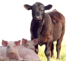 Efficient TALEN-mediated gene knockout in livestock - PNAS | TAL effector science | Scoop.it