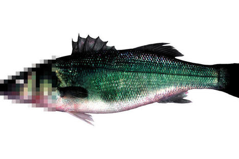 En Afrique du Sud, les pêcheurs aident la recherche | Biodiversité | Scoop.it