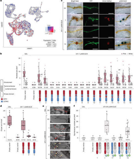 Two residues reprogram immunity receptors for nitrogen-fixing symbiosis | Plant-Microbe Symbiosis | Scoop.it