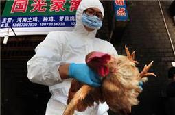 Bird flu spreads to new Chinese province | News from the world - nouvelles du monde | Scoop.it