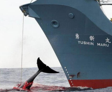 Chasse &agrave; la baleine : face aux ONG, Antigua-et-Barbuda maintient sa r&eacute;solution | Revue de presse C&eacute;tac&eacute;s | Scoop.it