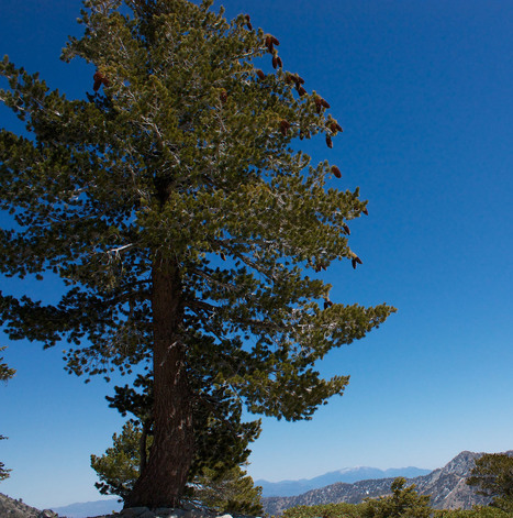 The fungus-fighting secrets hiding in the sugar pine’s enormous megagenome | Plant Biology Teaching Resources (Higher Education) | Scoop.it