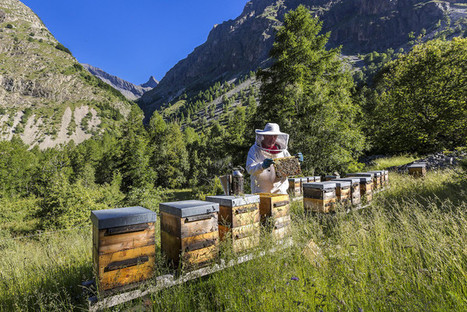 Biodiversité : que font vraiment les entreprises ? | Biodiversité | Scoop.it