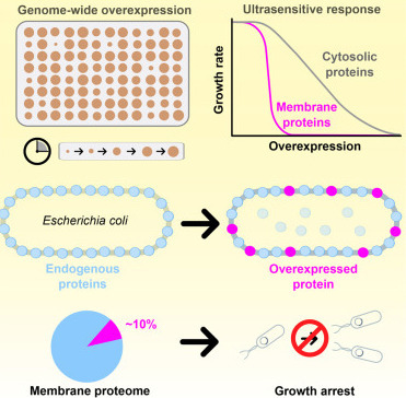 Ultrasensitive fitness costs arise from membrane proteome displacement under protein overexpression | tin | RMH | Scoop.it