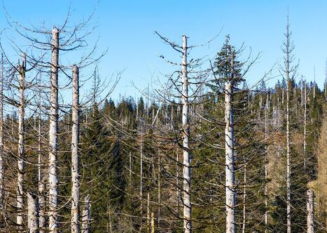 Forêts : une mortalité des arbres en forte hausse et un puits de carbone fragilisé | Banque des territoires | La SELECTION du Web | CAUE des Vosges - www.caue88.com | Scoop.it