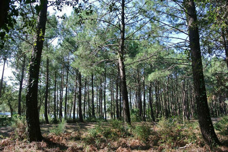 Landes : Forexpo sera de retour en juin à Mimizan | Landes | Scoop.it