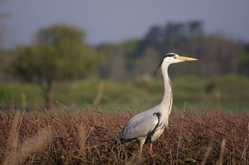 L' Île-de-France va créer une agence régionale pour la biodiversité | Biodiversité | Scoop.it