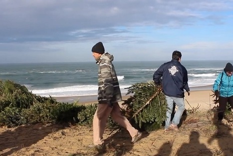 [Bonne nouvelle] Nos vieux sapins de No&euml;l r&eacute;utilis&eacute;s pour prot&eacute;ger les dunes du littoral | Vers la transition des territoires ! | Scoop.it