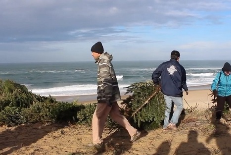 [Bonne nouvelle] Nos vieux sapins de Noël réutilisés pour protéger les dunes du littoral | Vers la transition des territoires ! | Scoop.it