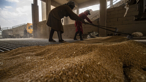 SYRIA: The traditional agriculture nears collapse amid drought and crop failures  | ASIES | Scoop.it