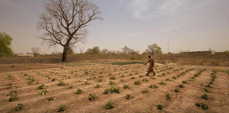 AFRIQUE : Cultiver sans eau ou presque : la technique du zaï au Sahel | CIHEAM Press Review | Scoop.it