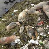 Dead pigs in river haven't hurt water supply, Shanghai says | The Asian Food Gazette. | Scoop.it