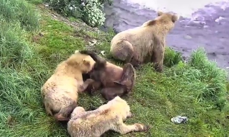 Explore Google Earth’s Brown Bear Livecams - by Diana Benner | Daring Ed Tech | Scoop.it