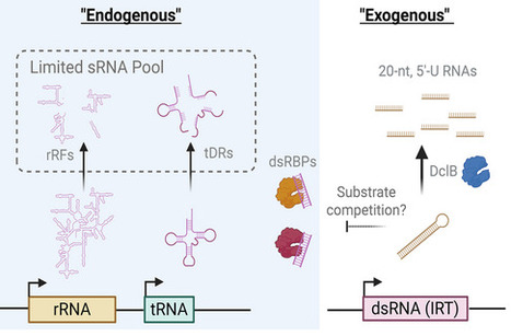 An Improved Description of the Small RNA Landscape of the Human Fungal Pathogen Aspergillus fumigatus | mmb | RMH | Scoop.it