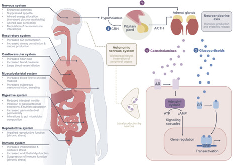 Microbial regulation of stress-associated signaling molecules and its role in health and disease | npj | RMH | Scoop.it