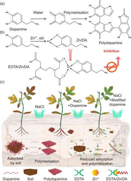Chelation and nanoparticle delivery of monomeric dopamine to increase plant salt stress resistance | Ncm | RMH | Scoop.it
