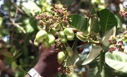 Alliance Generates Investments in Africa's Agriculture - AllAfrica.com | Africa's Development, Trade, Finance | Scoop.it