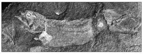 Africa's earliest known coelacanth found in Eastern Cape | Aux origines | Scoop.it