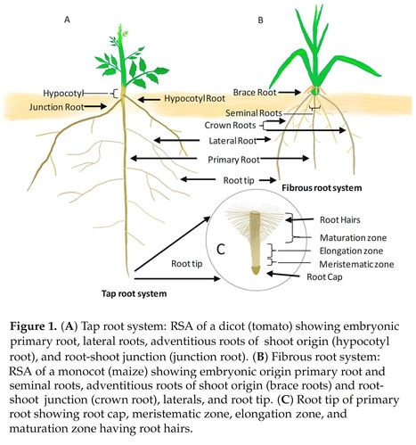 Understanding the Intricate Web of Phytohormone...