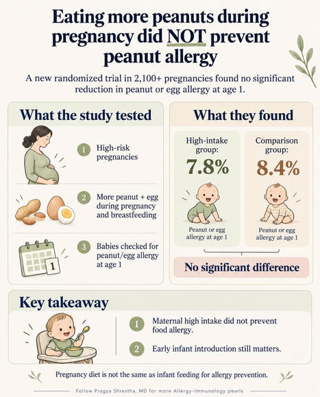 More peanuts in pregnancy &ne; less peanut allergy in babies. A major new NEJM trial just tested this. For years, families have asked whether eating more peanut during pregnancy could lower their&hellip; | ... | Allergy (and clinical immunology) | Scoop.it