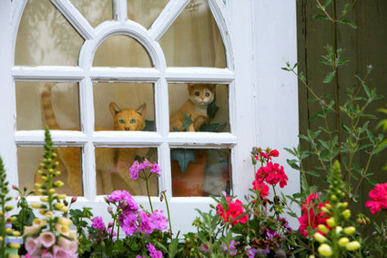 A door re-purposed | Upcycled Garden Style | Scoop.it