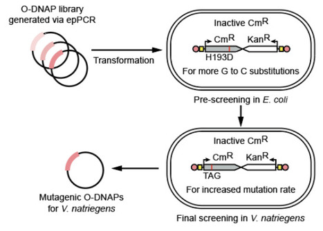 A portable orthogonal replication system enables continuous gene evolution near the biological speed limit | brve | RMH | Scoop.it