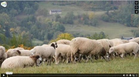 Viande ovine : la baisse des achats pèse sur les marchés | Actualité Bétail | Scoop.it
