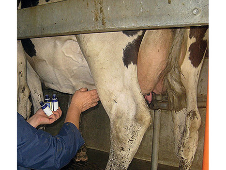 Elevage : Réduire l’utilisation d’antibiotiques ? Les huiles essentielles ouvrent des perspectives - Paysan Breton | La Cabane aux Arômes | Scoop.it