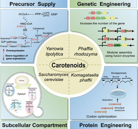 Yeast Metabolic Engineering for Carotenoid Biosynthesis: Hosts, Pathways, Strategies, and Perspectives | asb | RMH | Scoop.it