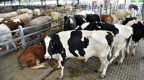 « L’offre française de viande bovine est soumise à une rude concurrence » | Actualité Bétail | Scoop.it