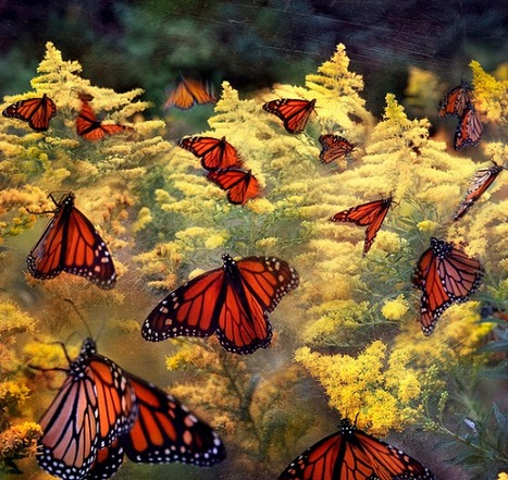 Monarch Butterfly Migration Plunges. Now at lowest level ever - Industrial Ag and Pesticides | BIODIVERSITY IS LIFE  – | Scoop.it