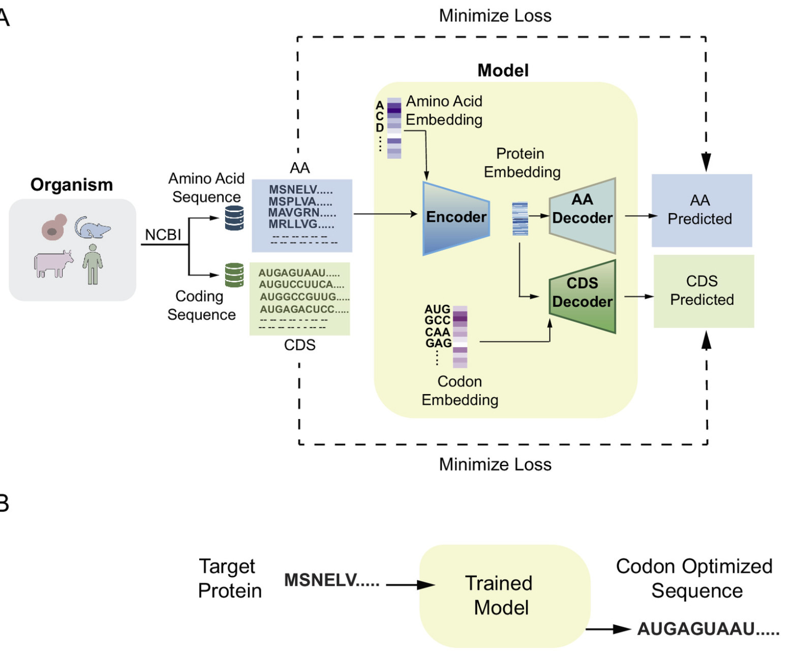 Pichia-CLM: A language model–based codon ...