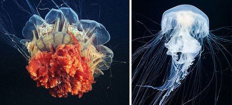 Mesmerizing Jellyfish | 16s3d: Bestioles, opinions & pétitions | Scoop.it