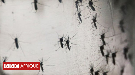 Afrique du Sud: le paludisme inquiète | Variétés entomologiques | Scoop.it